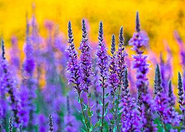 2022年电子游戏名人堂12款候选名单公布